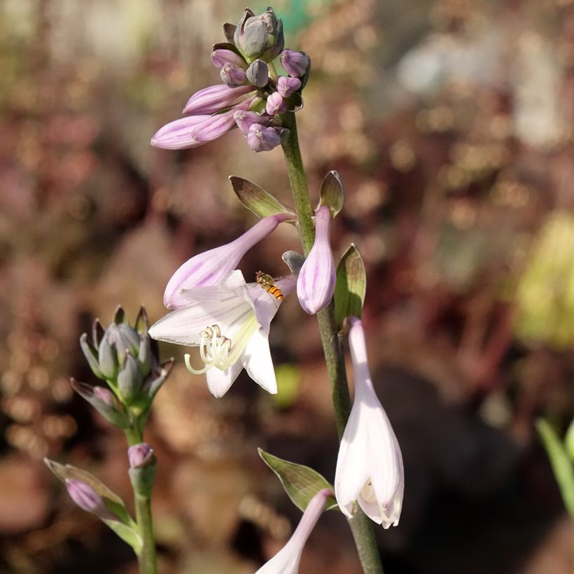 Hosta fortunei hyacinthina - Garten-Funkie (Blüte)