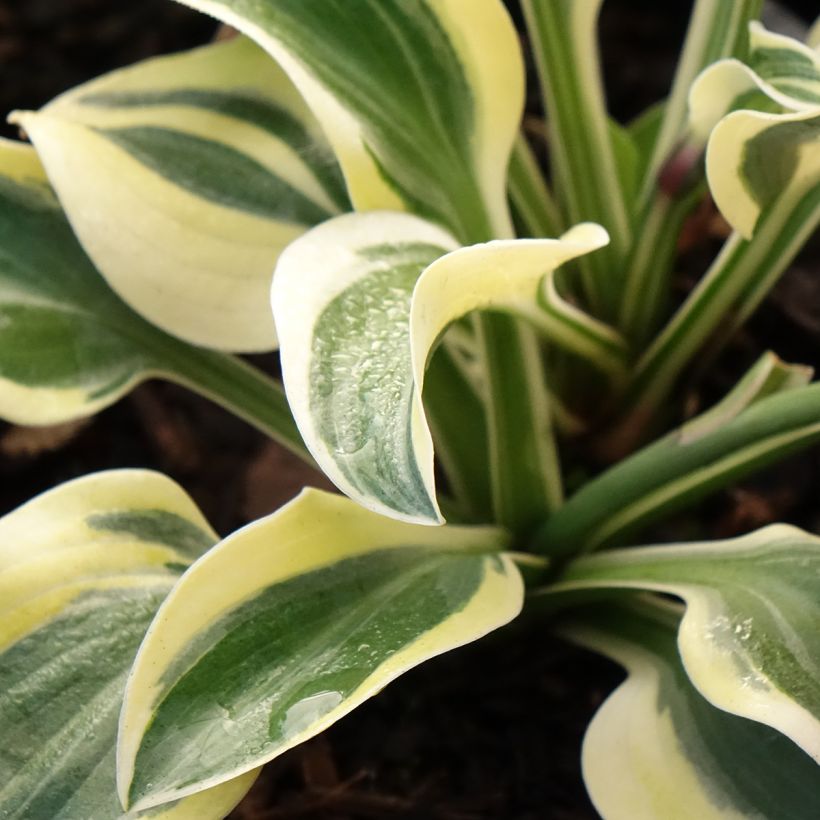 Hosta Frosted Mouse Ears - Garten-Funkie (Laub)