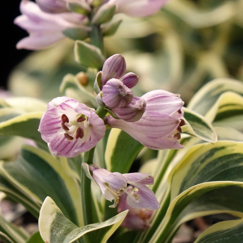 Hosta Frosted Mouse Ears - Garten-Funkie (Blüte)