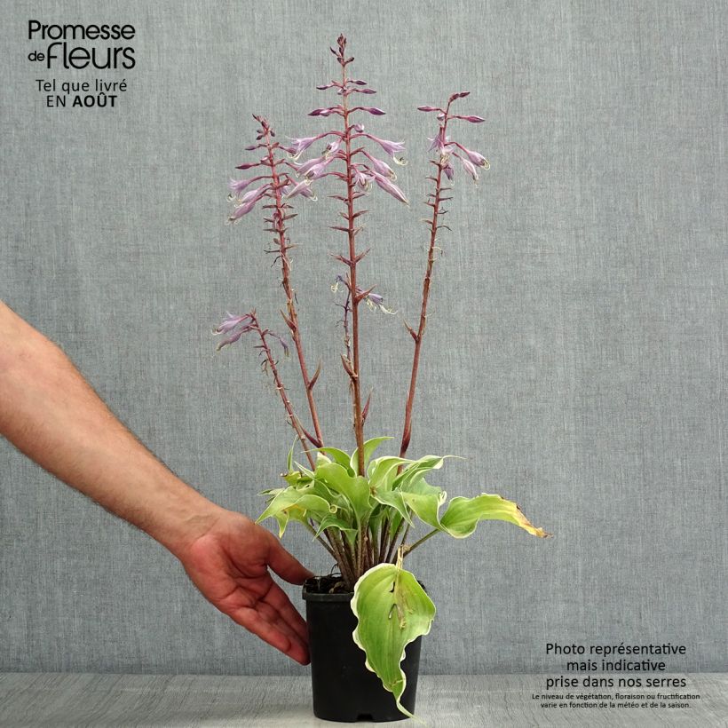 Exemplar von Hosta Frosted Raspberry - Garten-Funkie Topf mit 1,5L/2L wie im Sommer geliefert