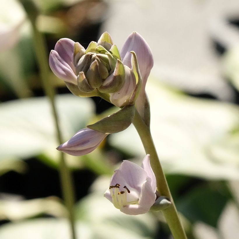 Hosta Goldbrook Glimmer - Garten-Funkie (Blüte)