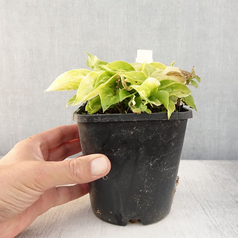 Exemplar von Hosta Golden Needles - Garten-Funkie Topf mit 1,5L/2L wie im Sommer geliefert