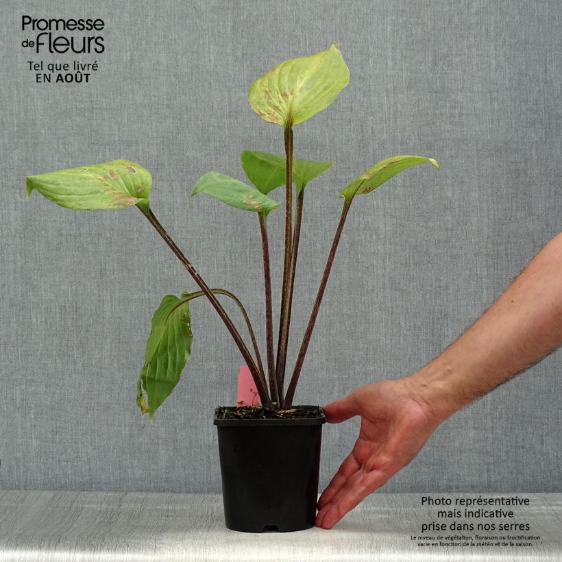 Exemplar von Hosta Gooseberry Sundae - Garten-Funkie Topf mit 1,5L/2L wie im Sommer geliefert