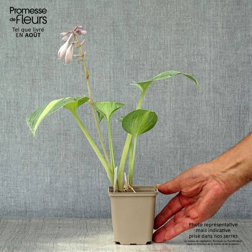Exemplar von Hosta Grand Marquee - Garten-Funkie Kleine Töpfe von 8/9 cm wie im Sommer geliefert