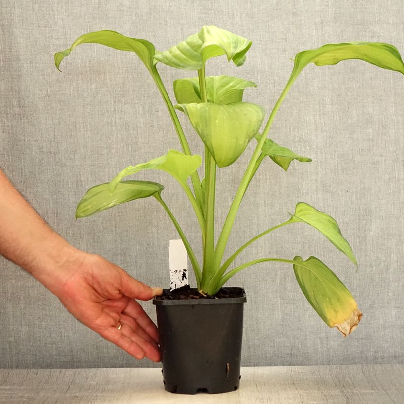 Exemplar von Hosta Guacamole - Garten-Funkie Topf mit 1,5L/2L wie im Sommer geliefert