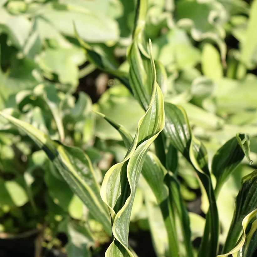 Hosta Hands Up - Garten-Funkie (Laub)