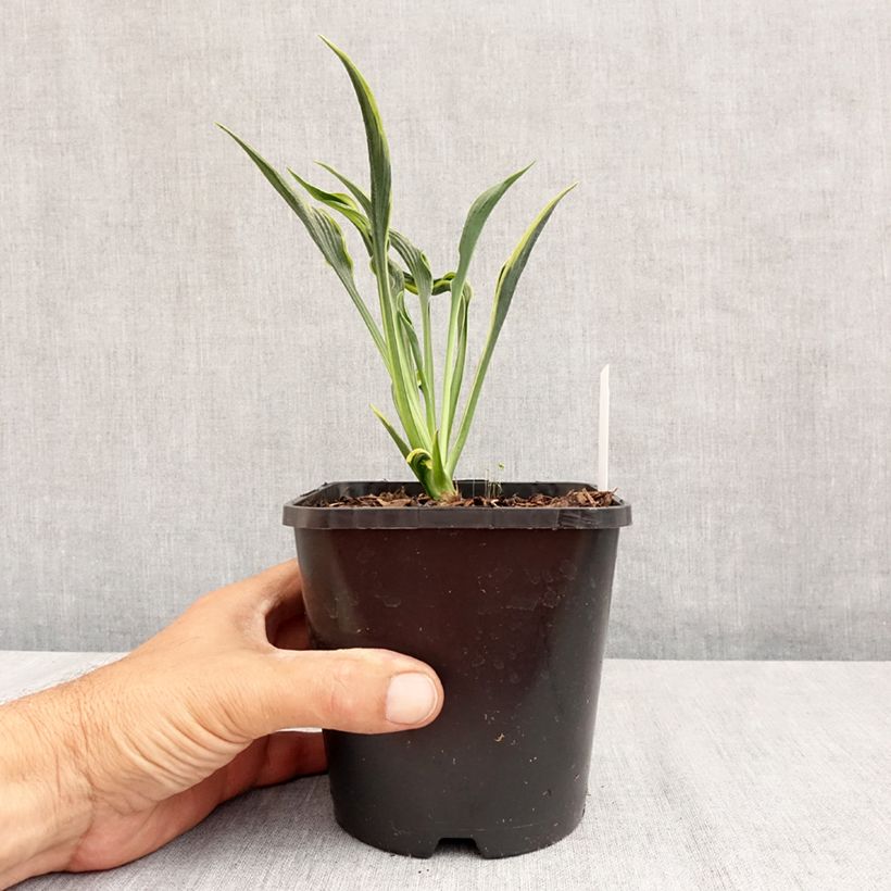 Exemplar von Hosta Hands Up - Garten-Funkie Topf mit 1,5L/2L wie im Sommer geliefert