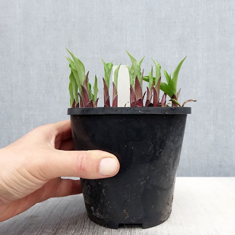 Exemplar von Hosta Harry Van Trier - Garten-Funkie Topf mit 1,5L/2L wie im Frühjahr geliefert