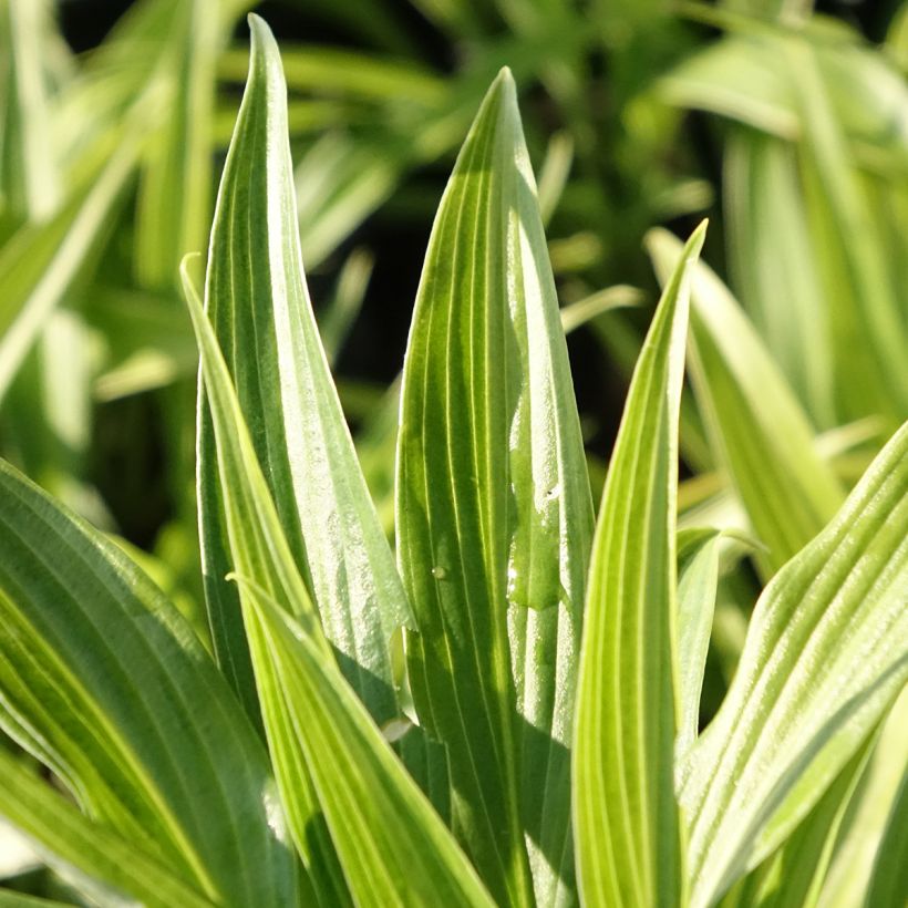 Hosta Hyuga Urajiro - Garten-Funkie (Laub)