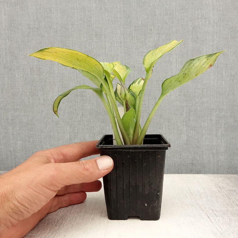 Exemplar von Hosta tardiana June - Garten-Funkie Kleine Töpfe von 8/9 cm wie im Sommer geliefert