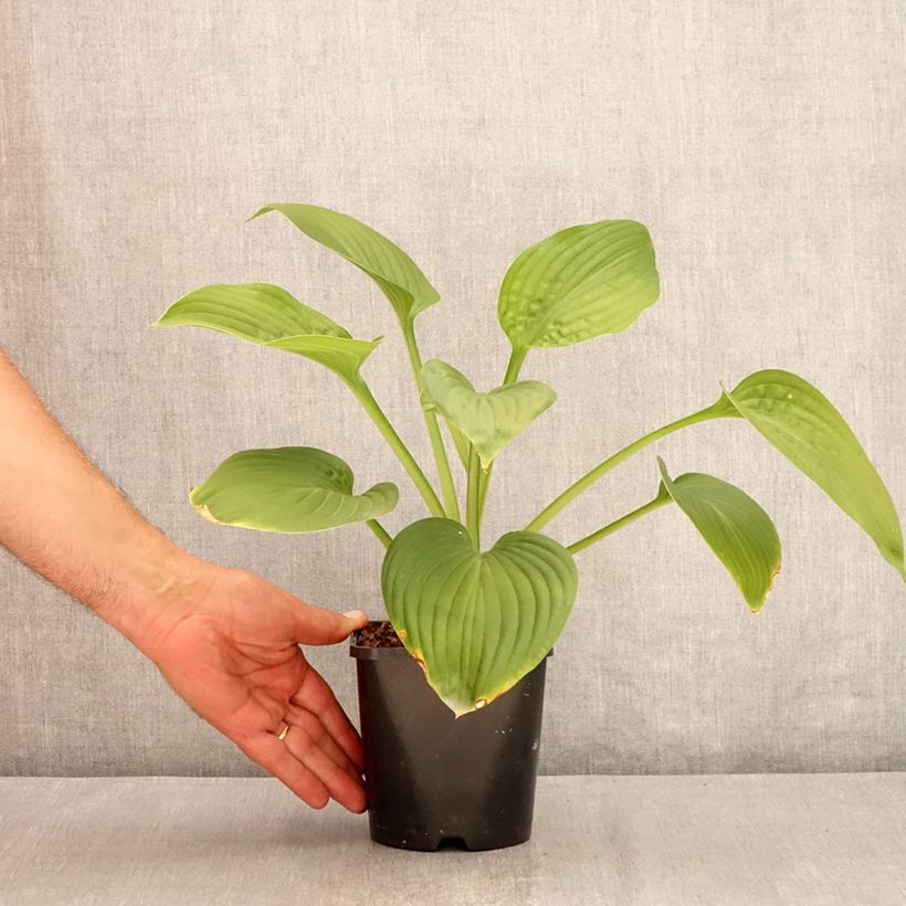 Exemplar von Hosta Jurassic Park - Garten-Funkie Topf mit 1,5L/2L wie im Sommer geliefert