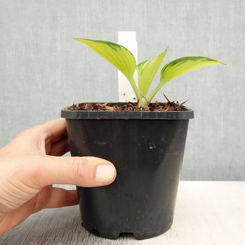 Exemplar von Hosta Justine - Garten-Funkie Topf mit 1,5L/2L wie im Frühjahr geliefert