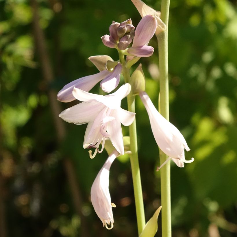 Hosta Ki Ren Jyaku - Garten-Funkie (Blüte)
