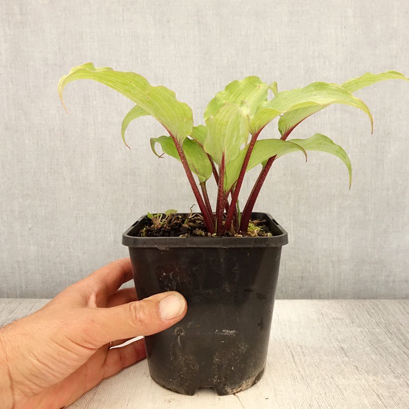 Exemplar von Hosta Lady in Red - Garten-Funkie Topf mit 1,5L/2L wie im Sommer geliefert