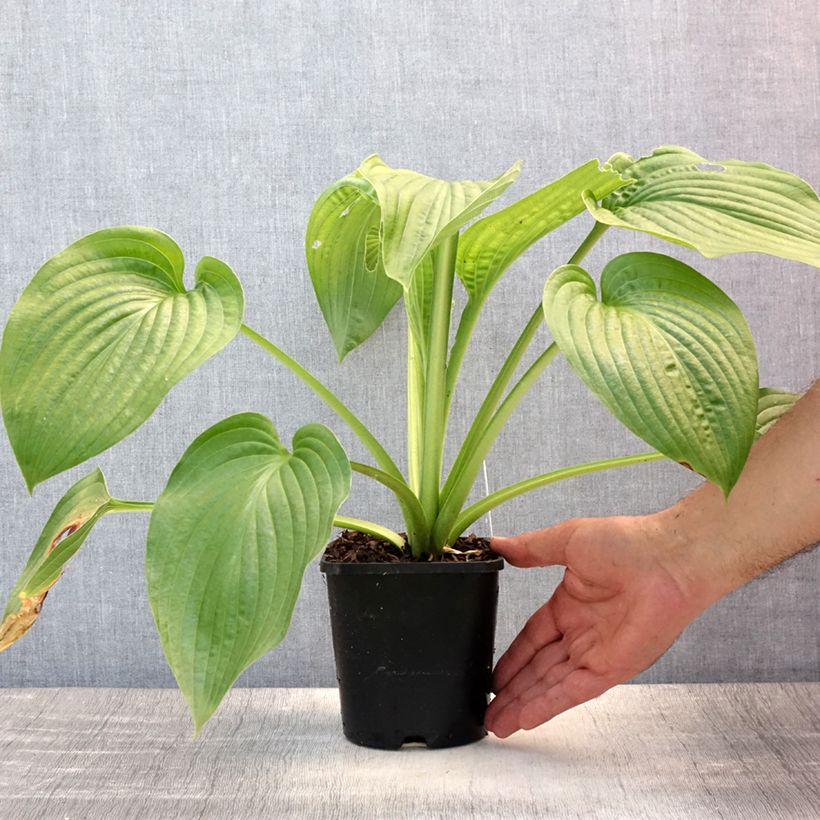 Exemplar von Hosta Lakeside Maverick - Garten-Funkie Topf mit 1,5L/2L wie im Sommer geliefert