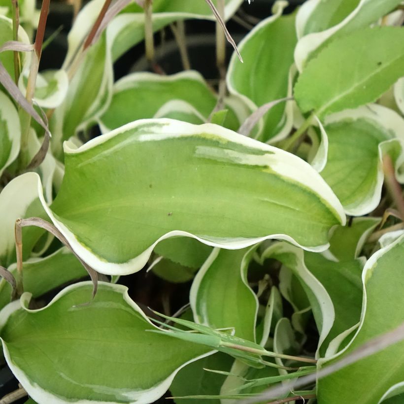 Hosta Let's Twist Again - Garten-Funkie (Laub)