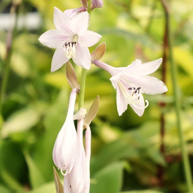 Hosta Liberty - Garten-Funkie (Blüte)