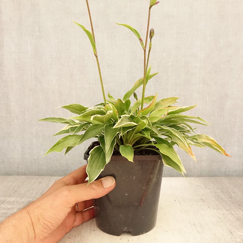 Exemplar von Hosta Little Devil - Garten-Funkie Topf mit 1,5L/2L wie im Sommer geliefert