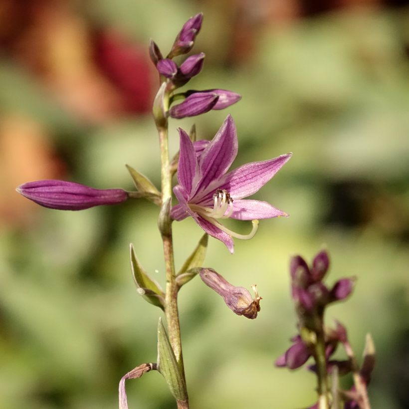 Hosta Little Devil - Garten-Funkie (Blüte)