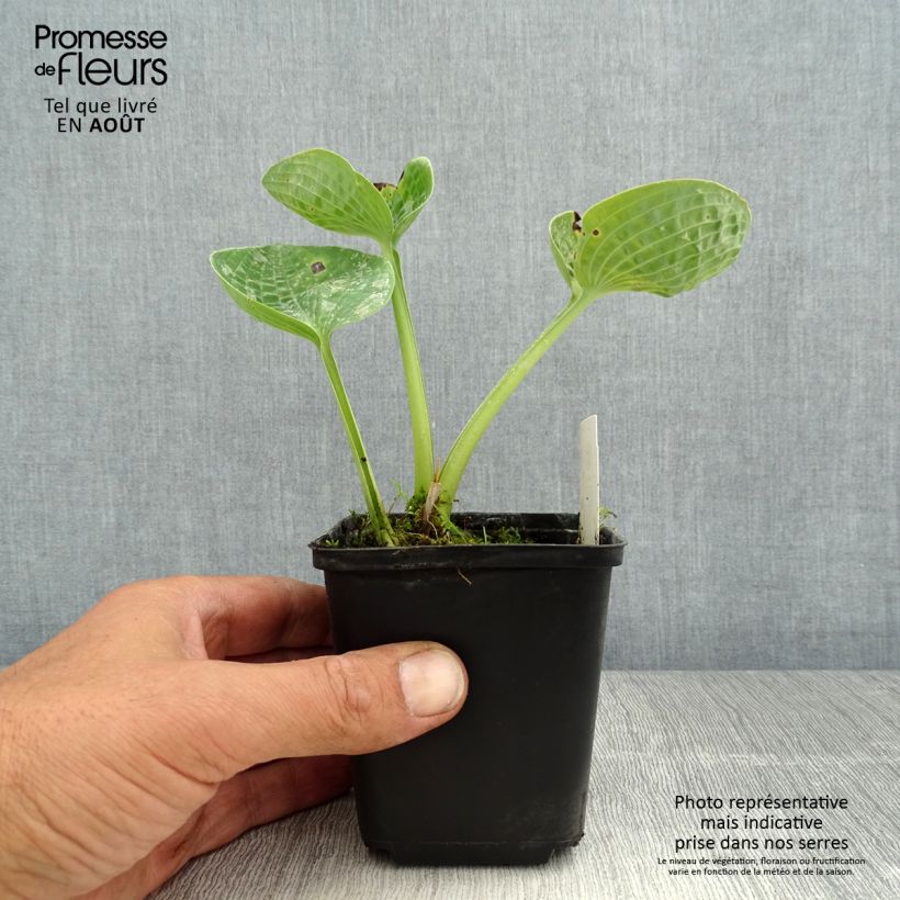 Exemplar von Hosta Love Pat - Garten-Funkie Kleine Töpfe von 8/9 cm wie im Sommer geliefert