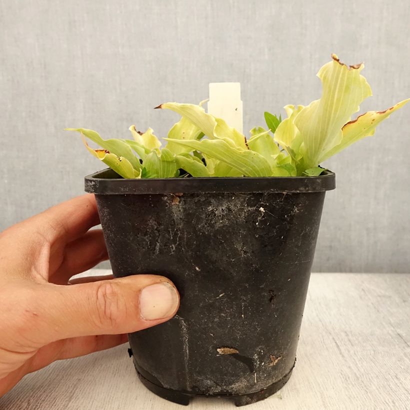 Exemplar von Hosta Marilyn Monroe - Garten-Funkie Topf mit 1,5L/2L wie im Sommer geliefert