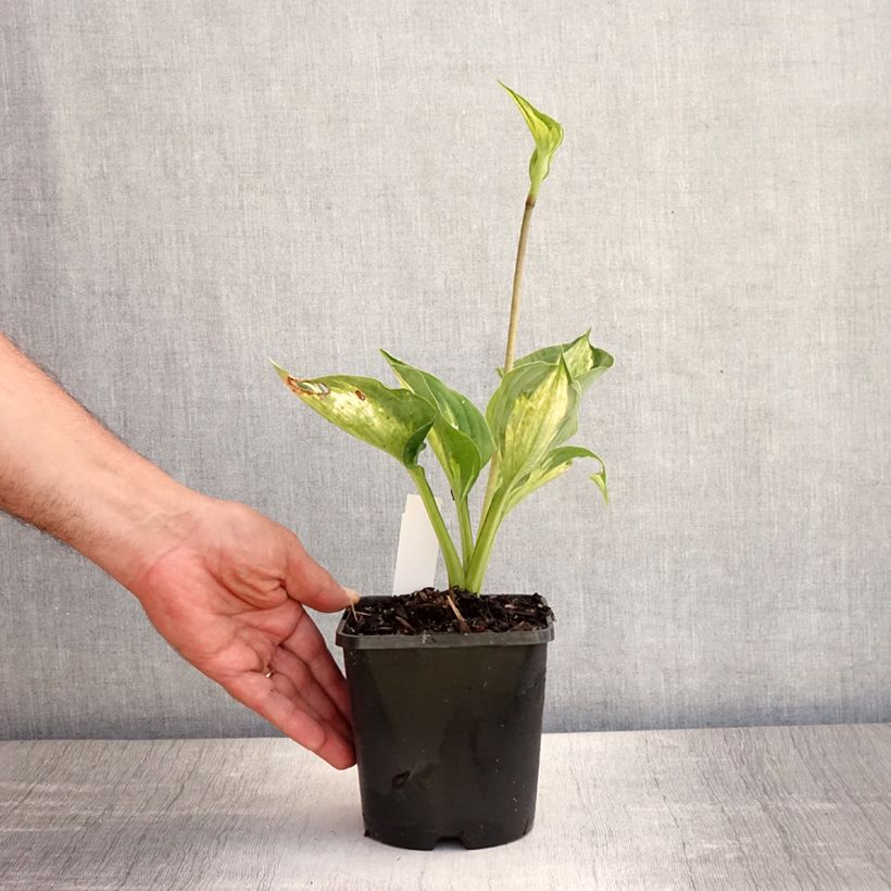 Exemplar von Hosta Midnight at the Oasis - Garten-Funkie Topf mit 1,5L/2L wie im Sommer geliefert