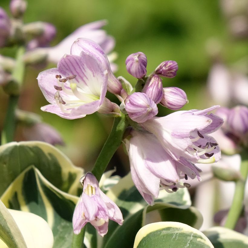 Hosta Mighty Mouse - Garten-Funkie (Blüte)