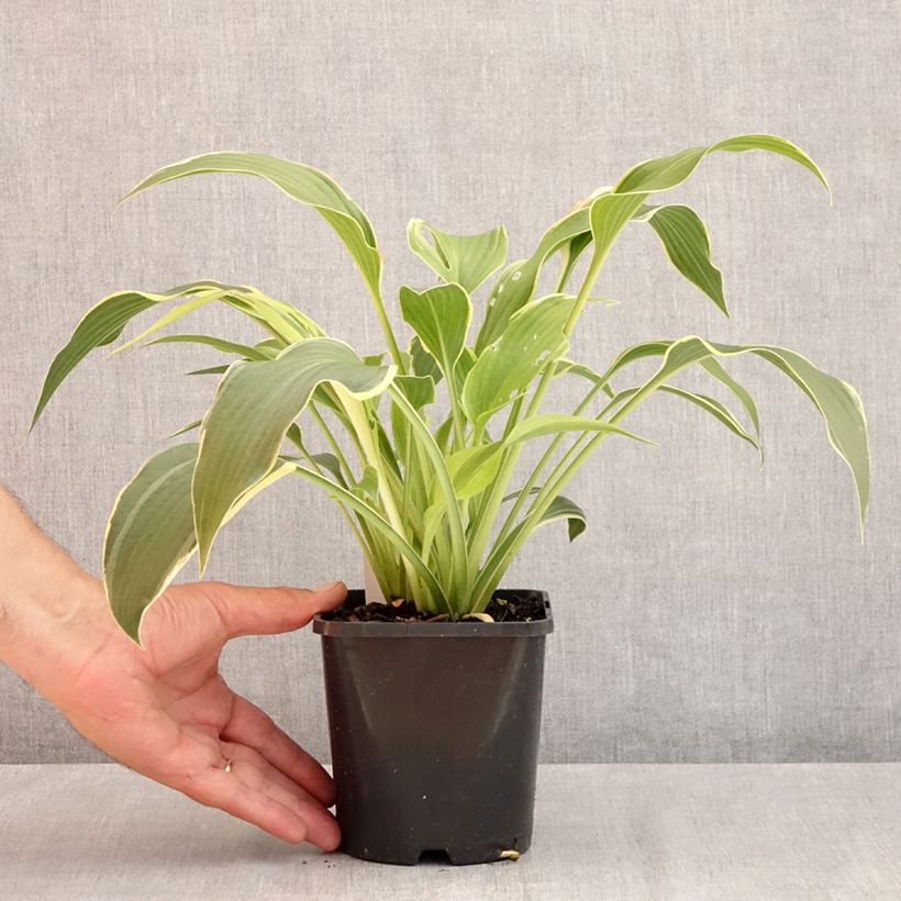 Exemplar von Hosta montana Yellow River - Garten-Funkie Topf mit 1,5L/2L wie im Sommer geliefert