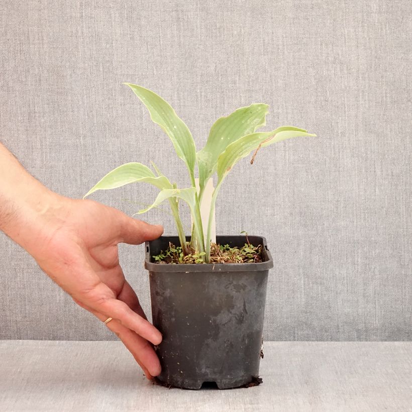 Exemplar von Hosta Neptune - Garten-Funkie Topf mit 1,5L/2L wie im Sommer geliefert