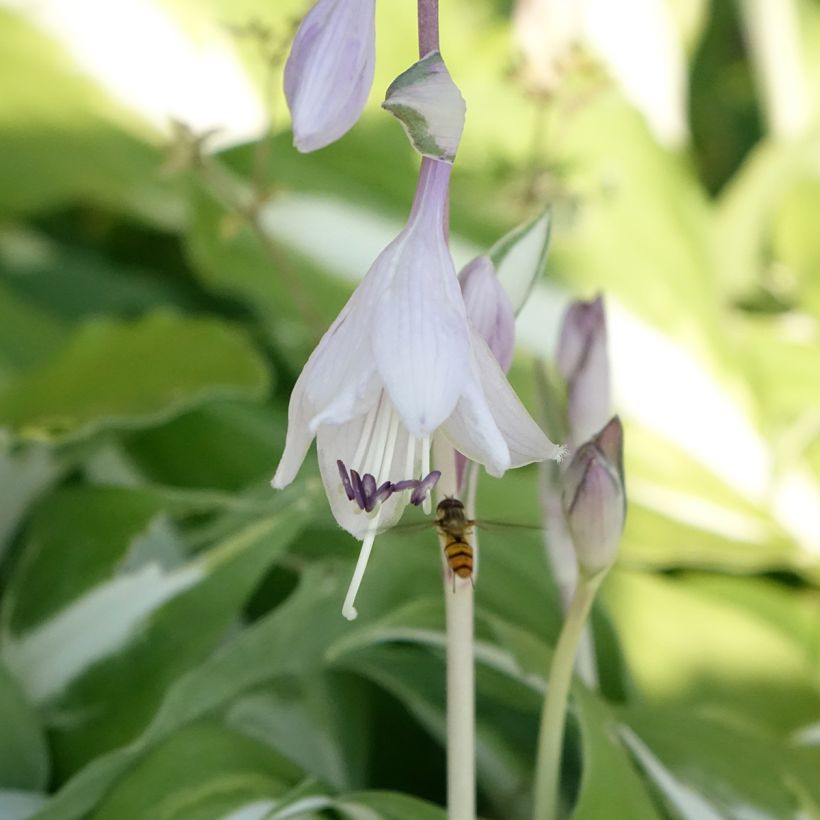 Hosta Night Before Christmas - Garten-Funkie (Blüte)