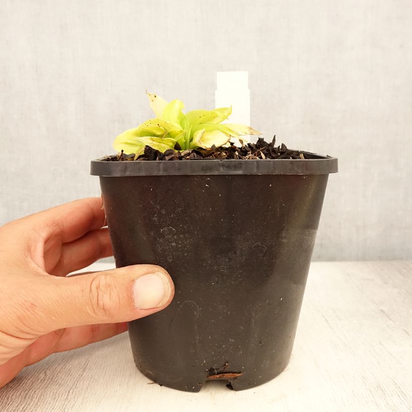 Exemplar von Hosta Obi-One Kenobi - Garten-Funkie Topf mit 1,5L/2L wie im Sommer geliefert