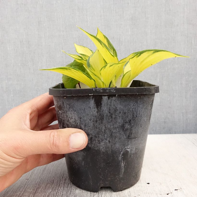 Exemplar von Hosta Orange Star - Garten-Funkie Topf mit 1,5L/2L wie im Frühjahr geliefert