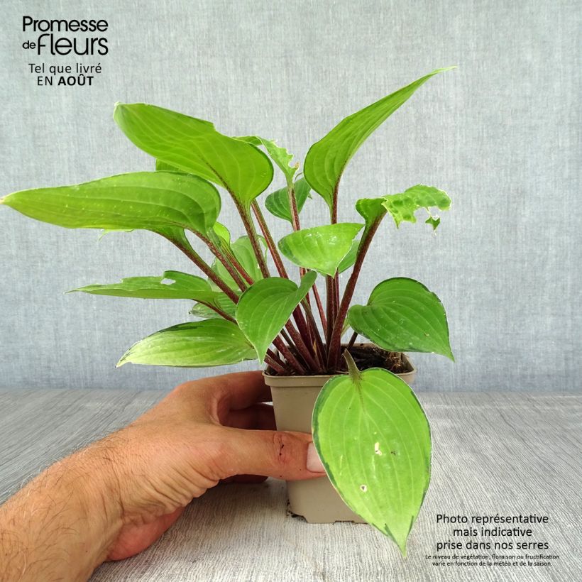Exemplar von Hosta Paradise Island - Garten-Funkie Kleine Töpfe von 8/9 cm wie im Sommer geliefert