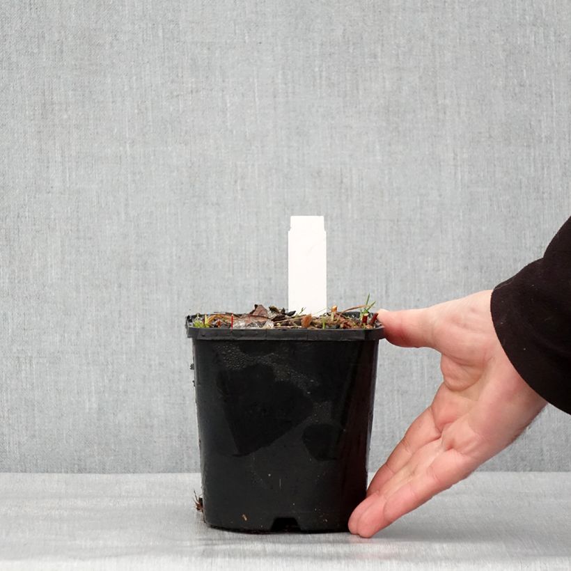 Exemplar von Hosta Paradise Island - Garten-Funkie Topf mit 1,5L/2L wie im Winter geliefert
