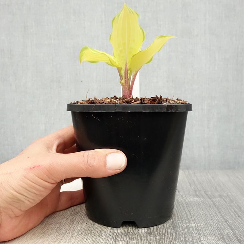 Exemplar von Hosta Paradise Island - Garten-Funkie Topf mit 1,5L/2L wie im Frühjahr geliefert