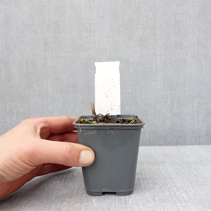 Exemplar von Hosta fortunei Patriot's Fire - Garten-Funkie Kleine Töpfe von 8/9 cm wie im Winter geliefert