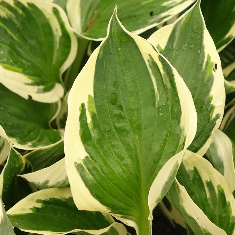 Hosta fortunei Patriot's Fire - Garten-Funkie (Laub)