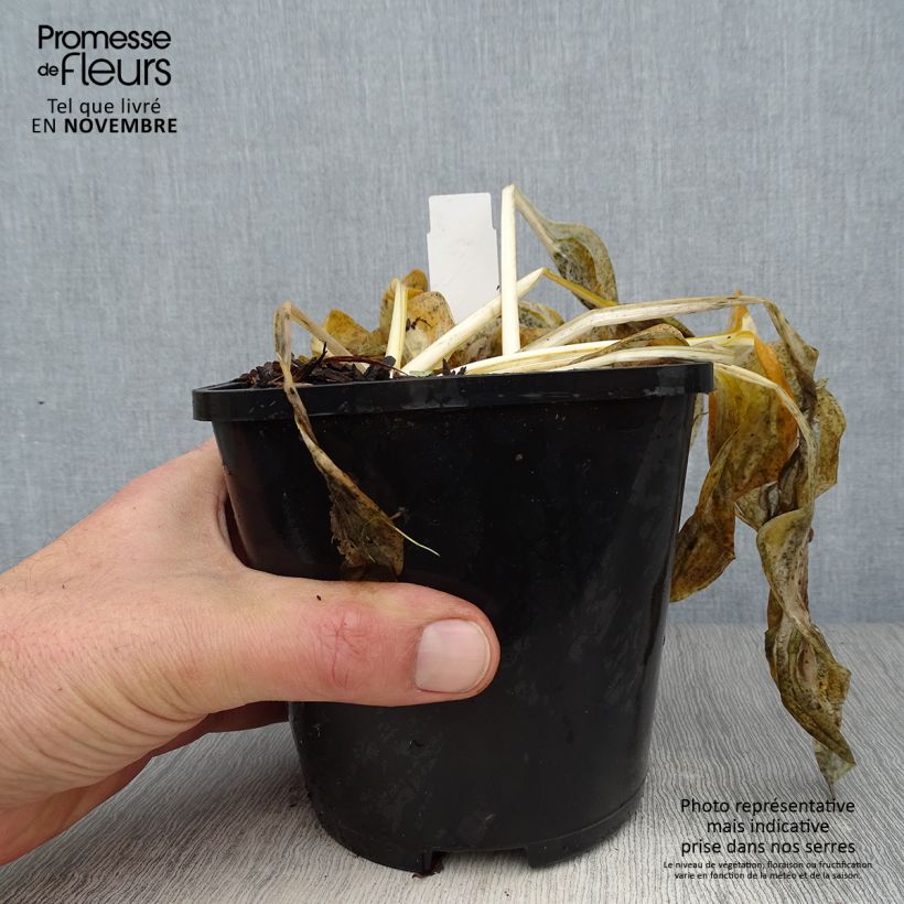 Exemplar von Hosta Paul Revere - Garten-Funkie Topf mit 1,5L/2L wie im Herbst geliefert