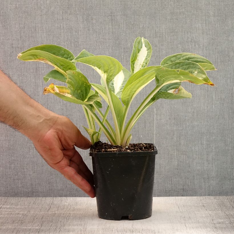 Exemplar von Hosta Pin Up - Garten-Funkie Topf mit 1,5L/2L wie im Sommer geliefert