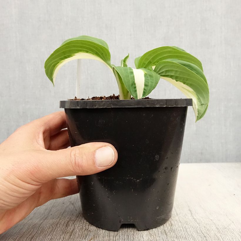 Exemplar von Hosta Pin Up - Garten-Funkie Topf mit 1,5L/2L wie im Frühjahr geliefert