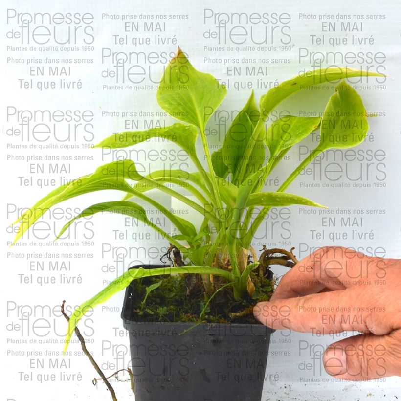 Beispiel eines Exemplars von Hosta plantaginea Aphrodite - Garten-Funkie Kleine Töpfe von 8/9 cm wie geliefert