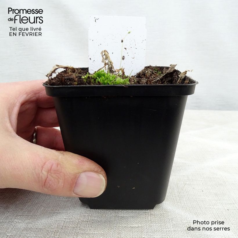 Exemplar von Hosta plantaginea grandiflora - Garten-Funkie Kleine Töpfe von 8/9 cm wie im Winter geliefert