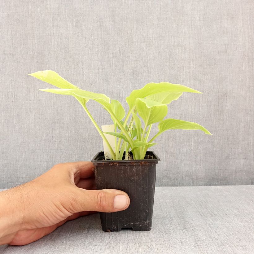 Exemplar von Hosta plantaginea var. japonica - Garten-Funkie Kleine Töpfe von 8/9 cm wie im Sommer geliefert