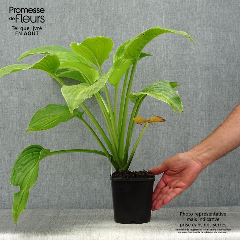 Exemplar von Hosta plantaginea Venus - Garten-Funkie Topf mit 1,5L/2L wie im Sommer geliefert