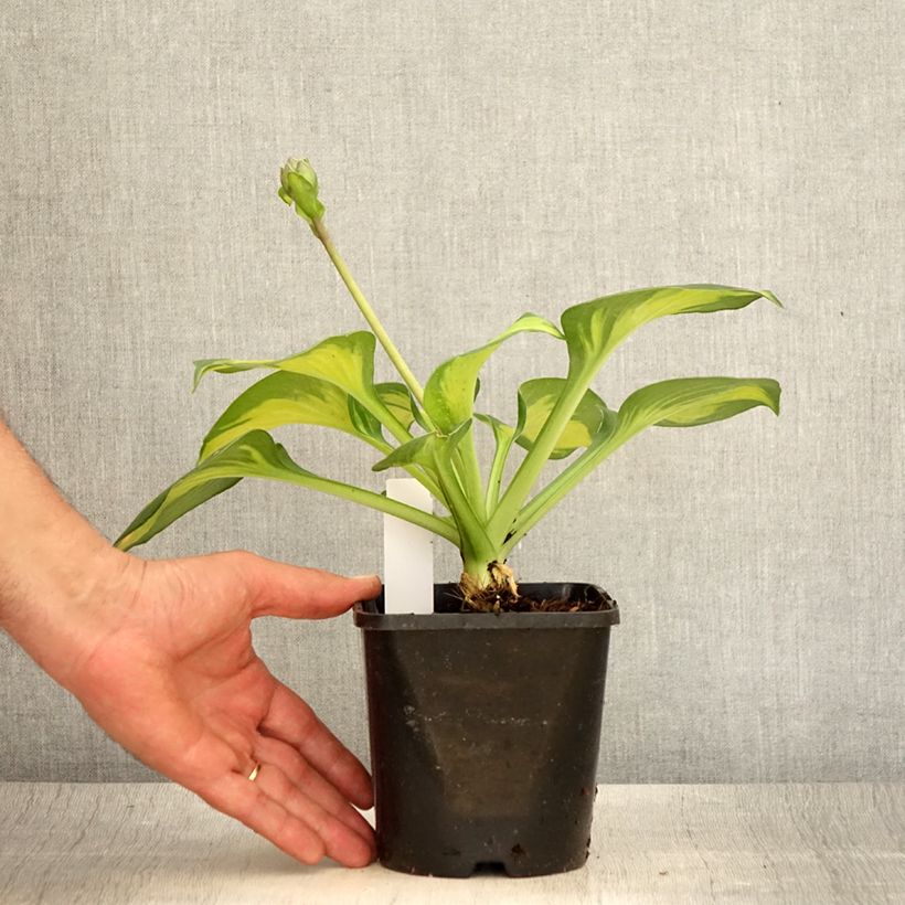 Exemplar von Hosta Pocketfull of Sunshine - Garten-Funkie Topf mit 1,5L/2L wie im Sommer geliefert