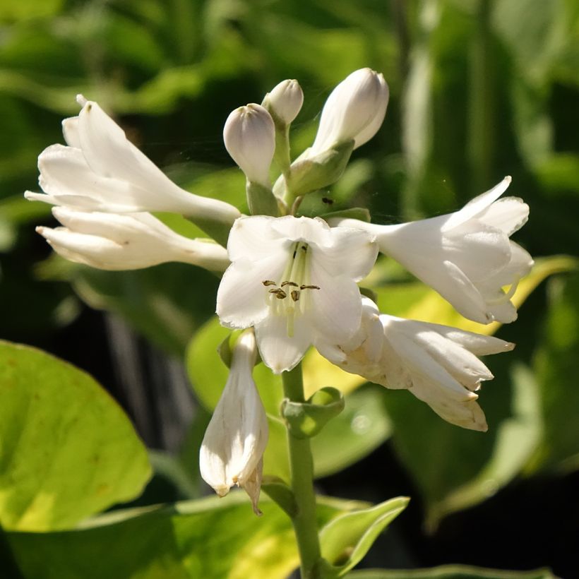 Hosta Pocketfull of Sunshine - Garten-Funkie (Blüte)
