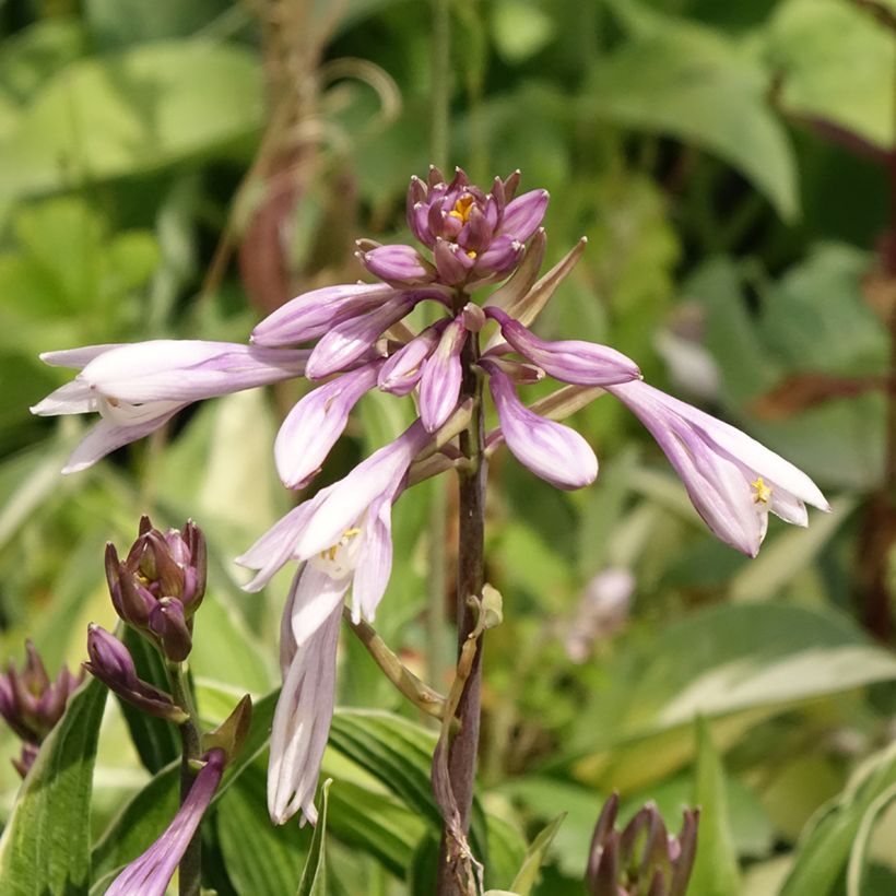 Hosta Praying Hands - Garten-Funkie (Blüte)