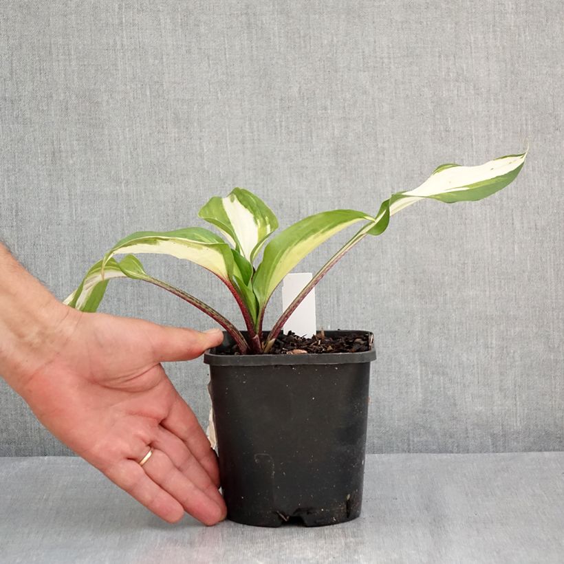 Exemplar von Hosta Raspberry Sundae - Garten-Funkie Topf mit 1,5L/2L wie im Sommer geliefert