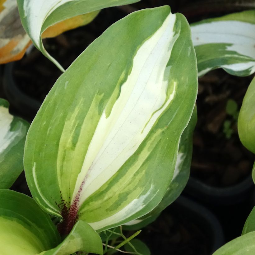 Hosta Raspberry Sundae - Garten-Funkie (Laub)