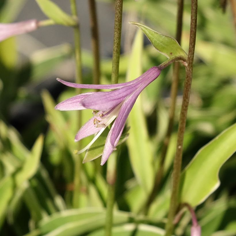 Hosta Raspberry Sundae - Garten-Funkie (Blüte)